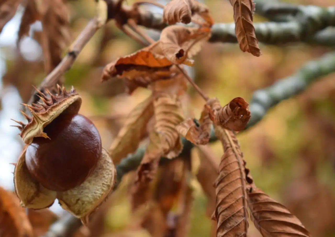 slim-card-long-wallet-sazanami-028